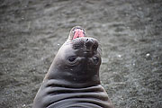 Picture 'Ant1_1_1391 Elephant Seal, South Georgia, Gold Harbour, Antarctica and sub-Antarctic islands'